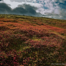 Autumn mountain vegetation, Central Highlands Iceland