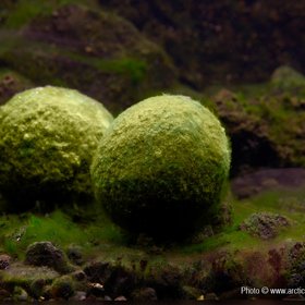 Moss Balls in Lake Myvatn, Iceland