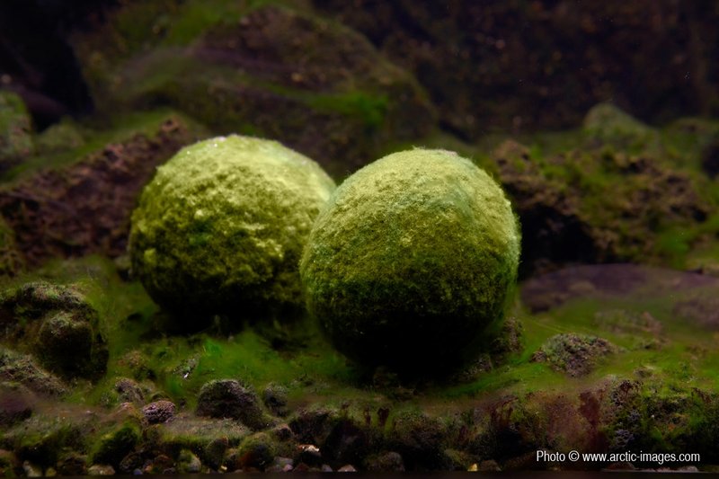 Moss Balls in Lake Myvatn, Iceland