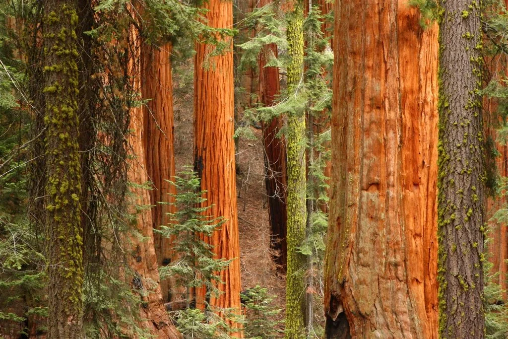 Giant Sequoia Trees