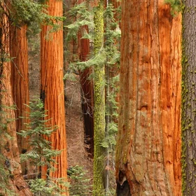 Giant Sequoia Trees