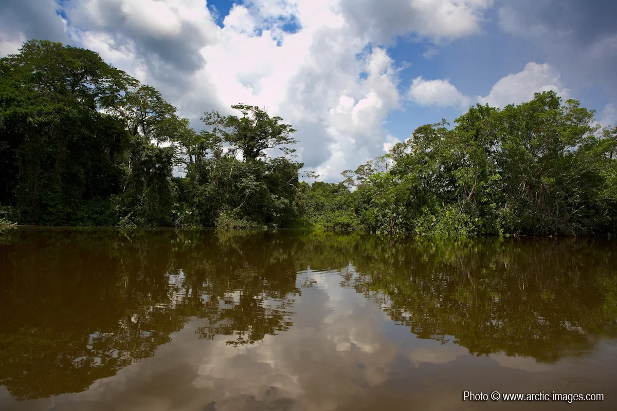Napa river, Amazon, Ecuador