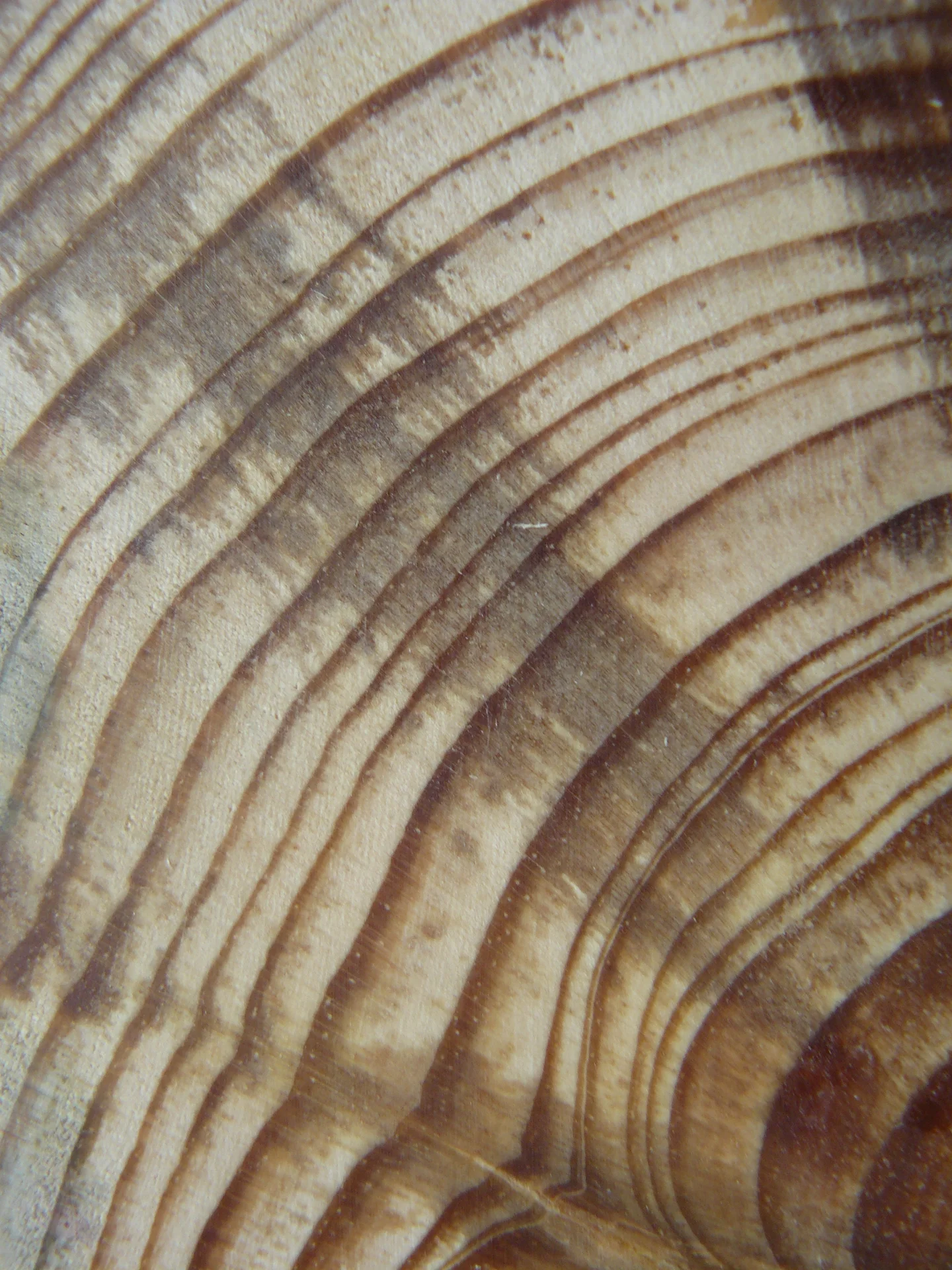 Tree rings