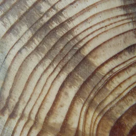 Tree rings