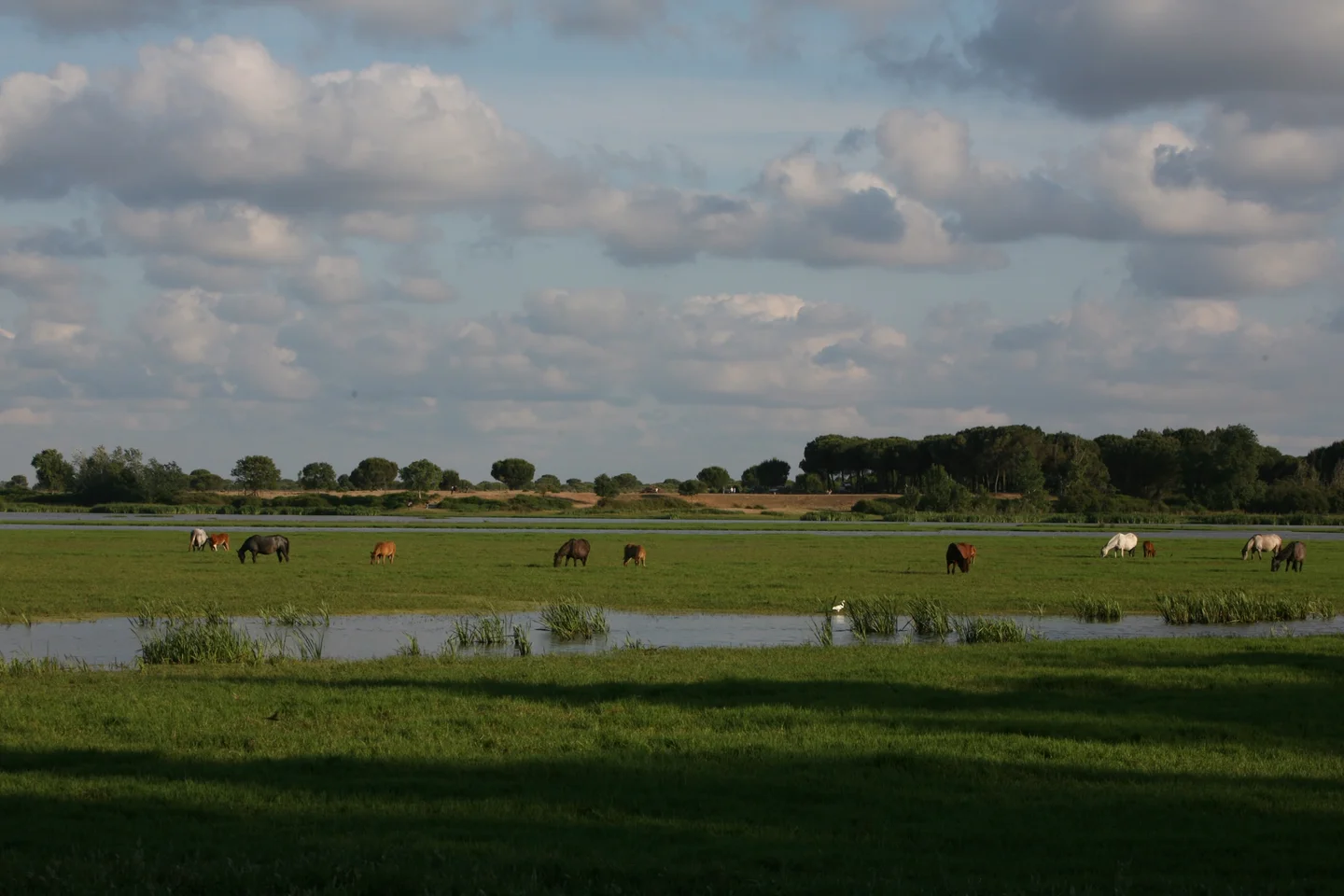 Spain-Andalucia-El Rocio-Wetlands Of Donana's Nacional Parque