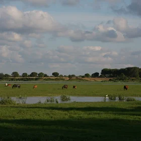 Spain-Andalucia-El Rocio-Wetlands Of Donana's Nacional Parque