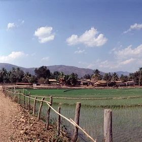 North Laos-Rise Fild