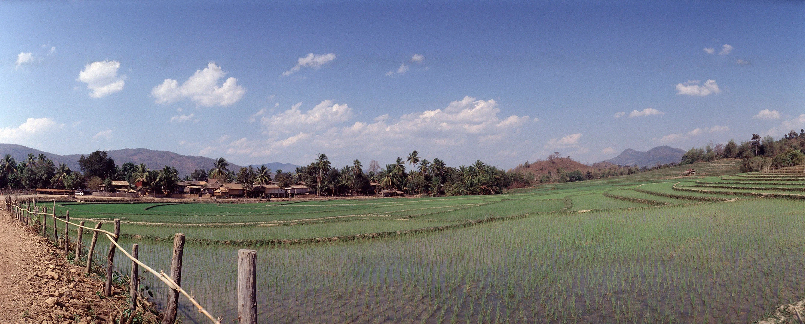 North Laos-Rise Fild