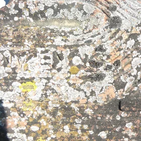 Lichens on tile