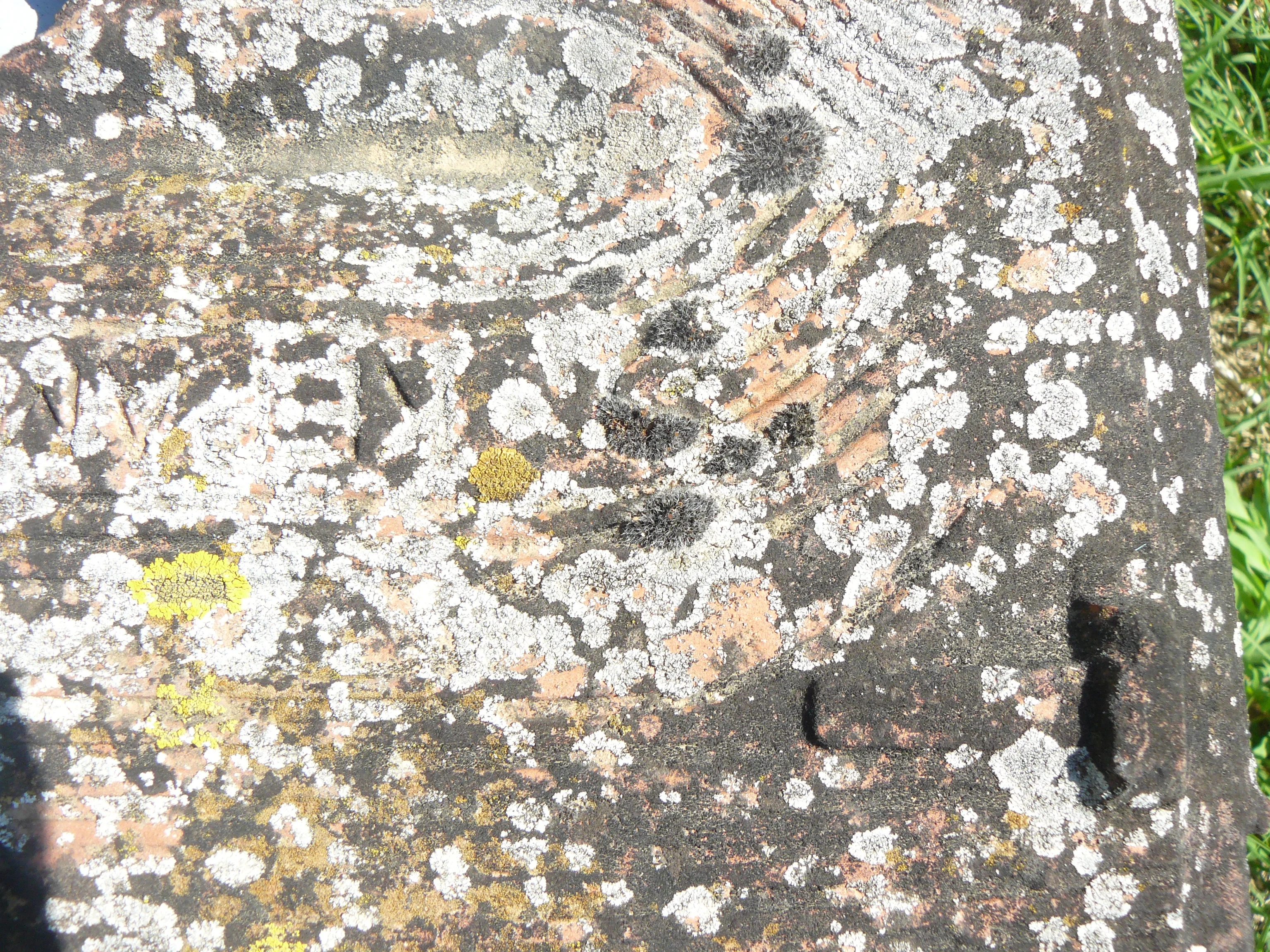 Lichens on tile