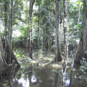 Amazonian Floodplain