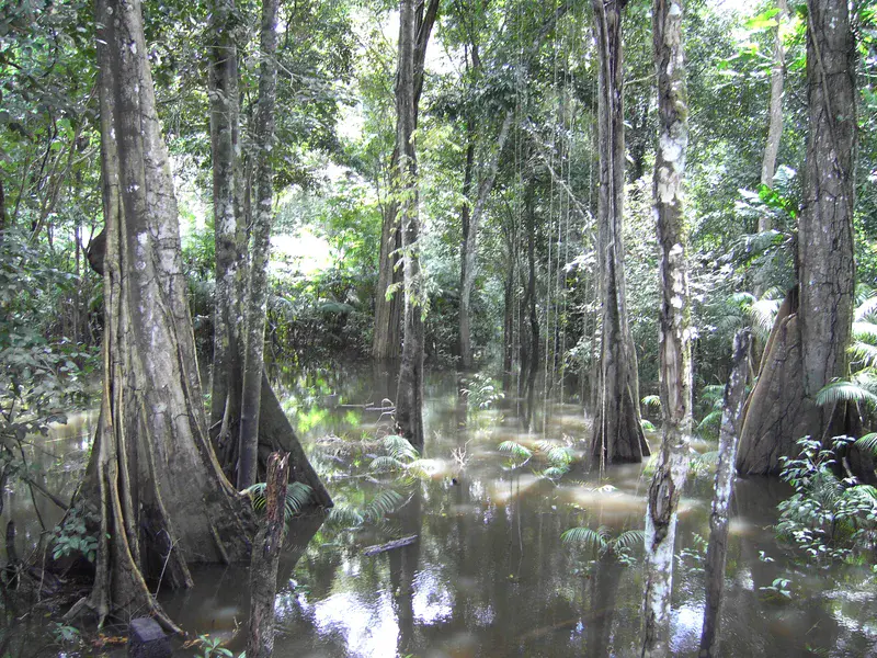 Amazonian Floodplain