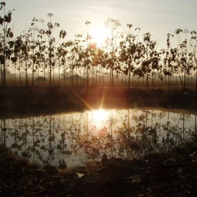 Misty morning sunrise