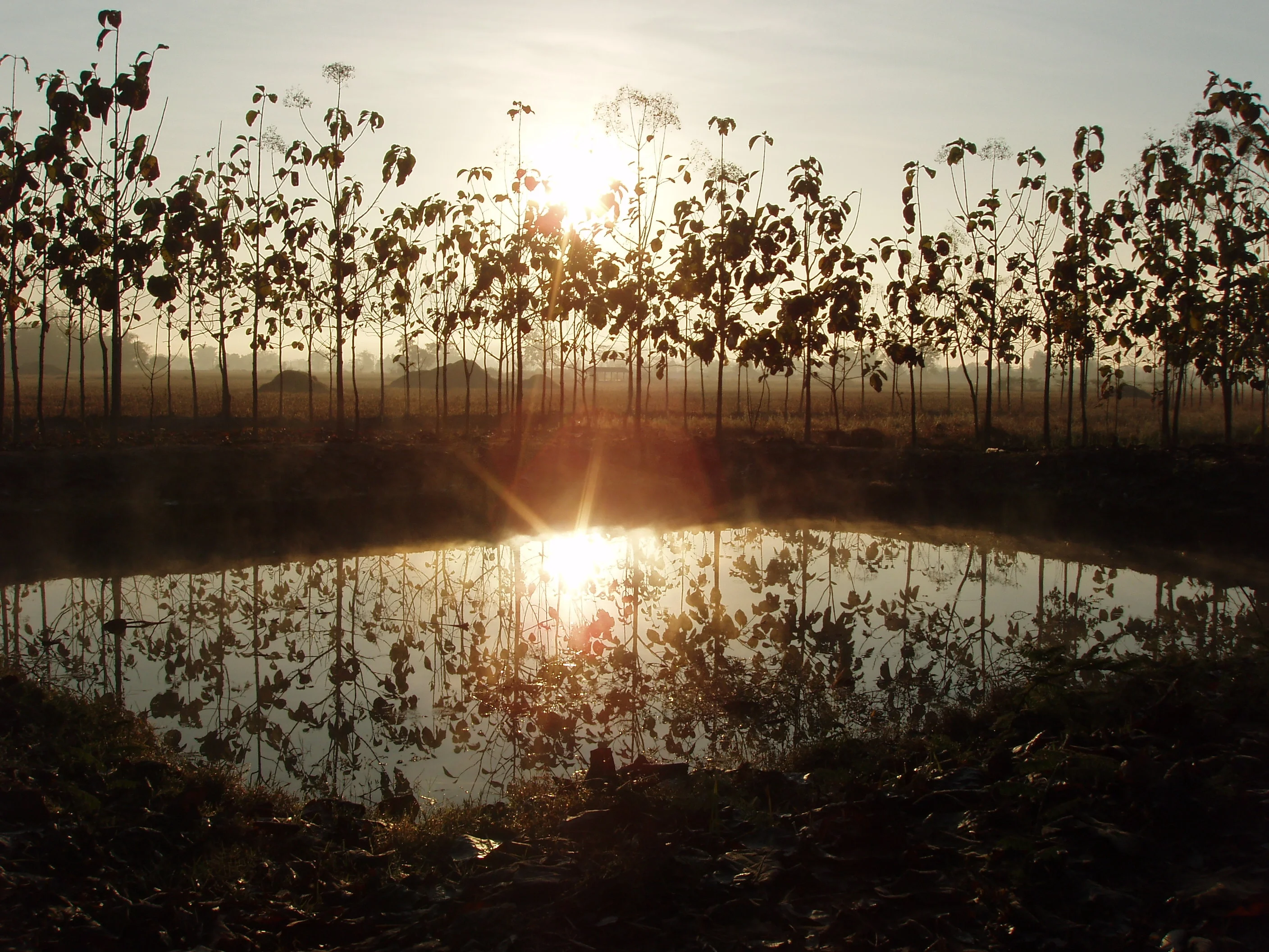 Misty morning sunrise
