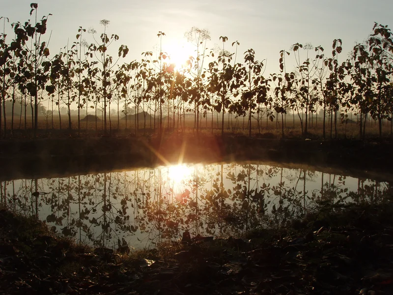 Misty morning sunrise