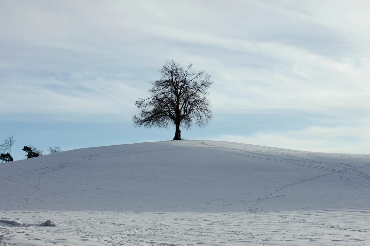 The Lonely Tree