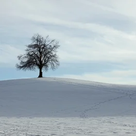 The Lonely Tree