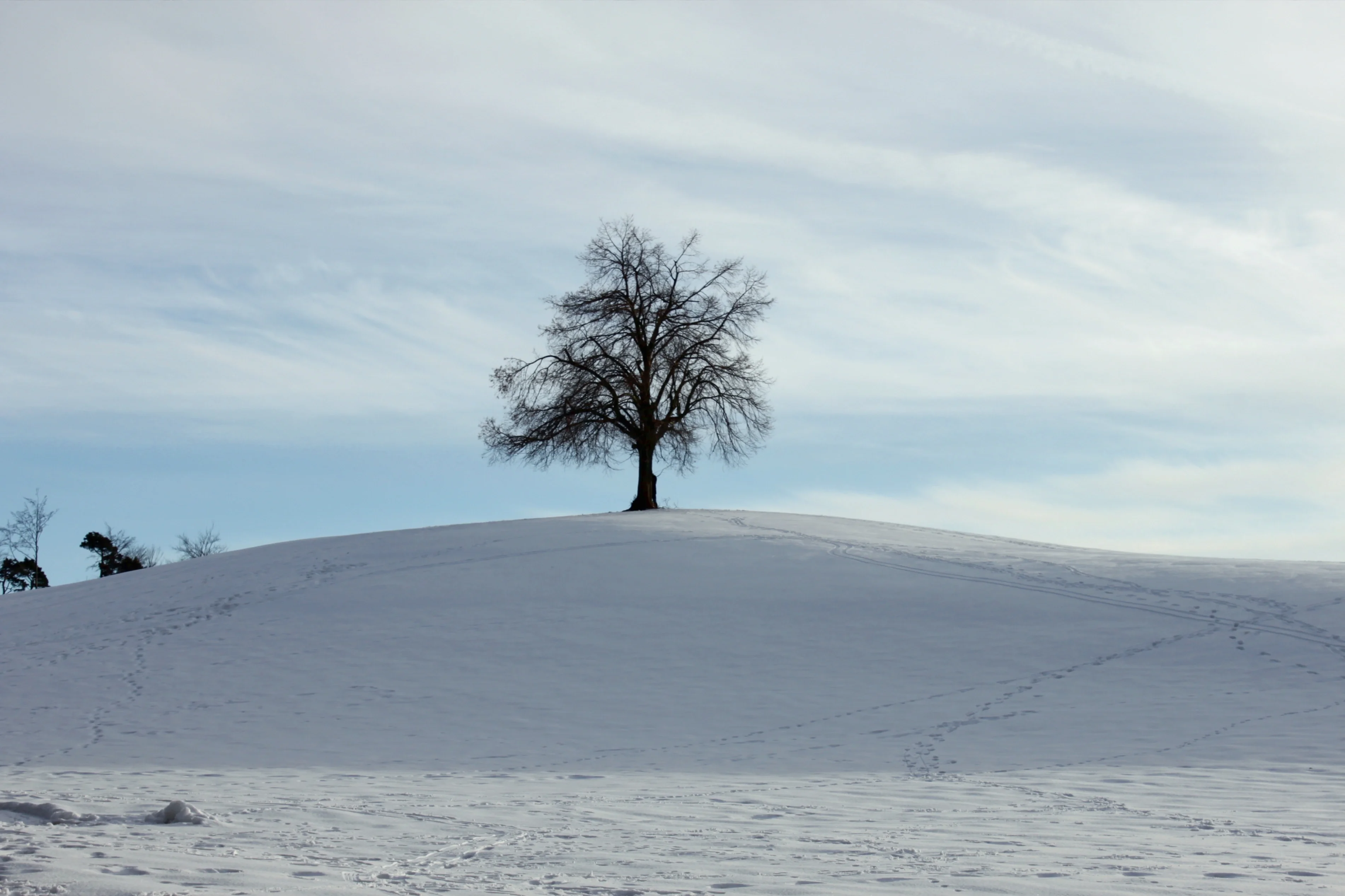 The Lonely Tree