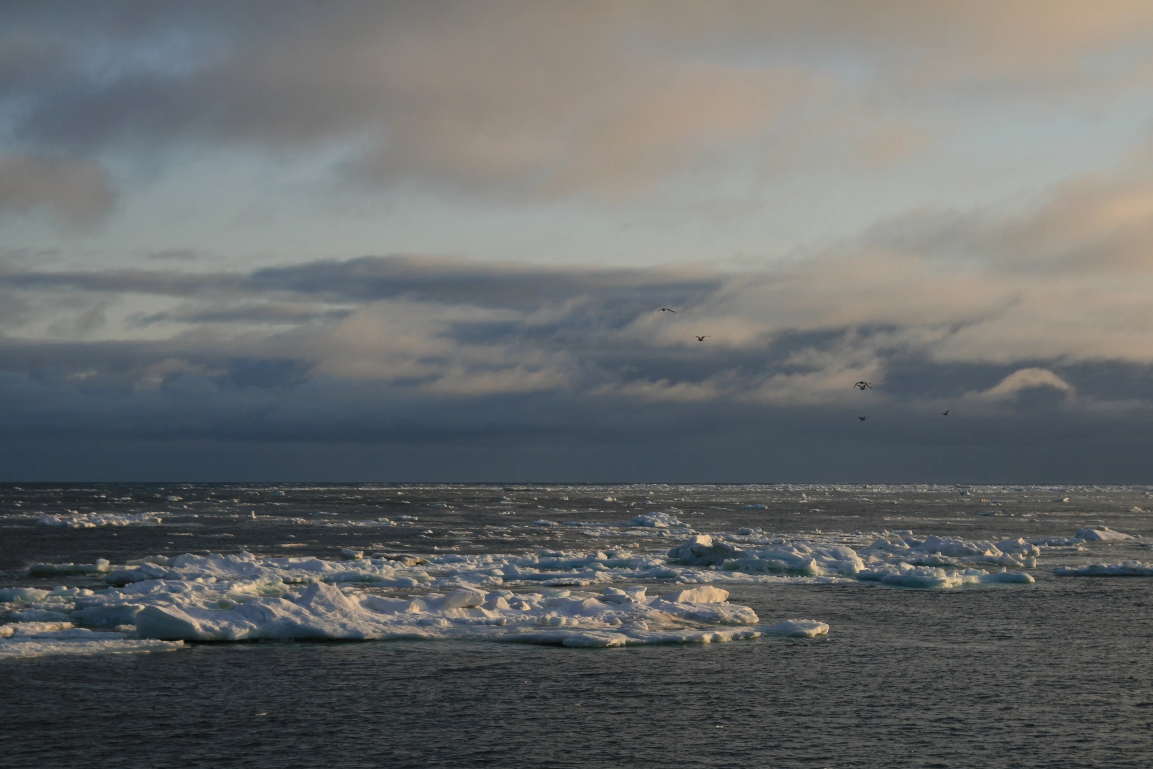 Evening sun shining on fresh pack ice