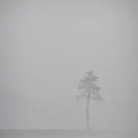 Tree in fog