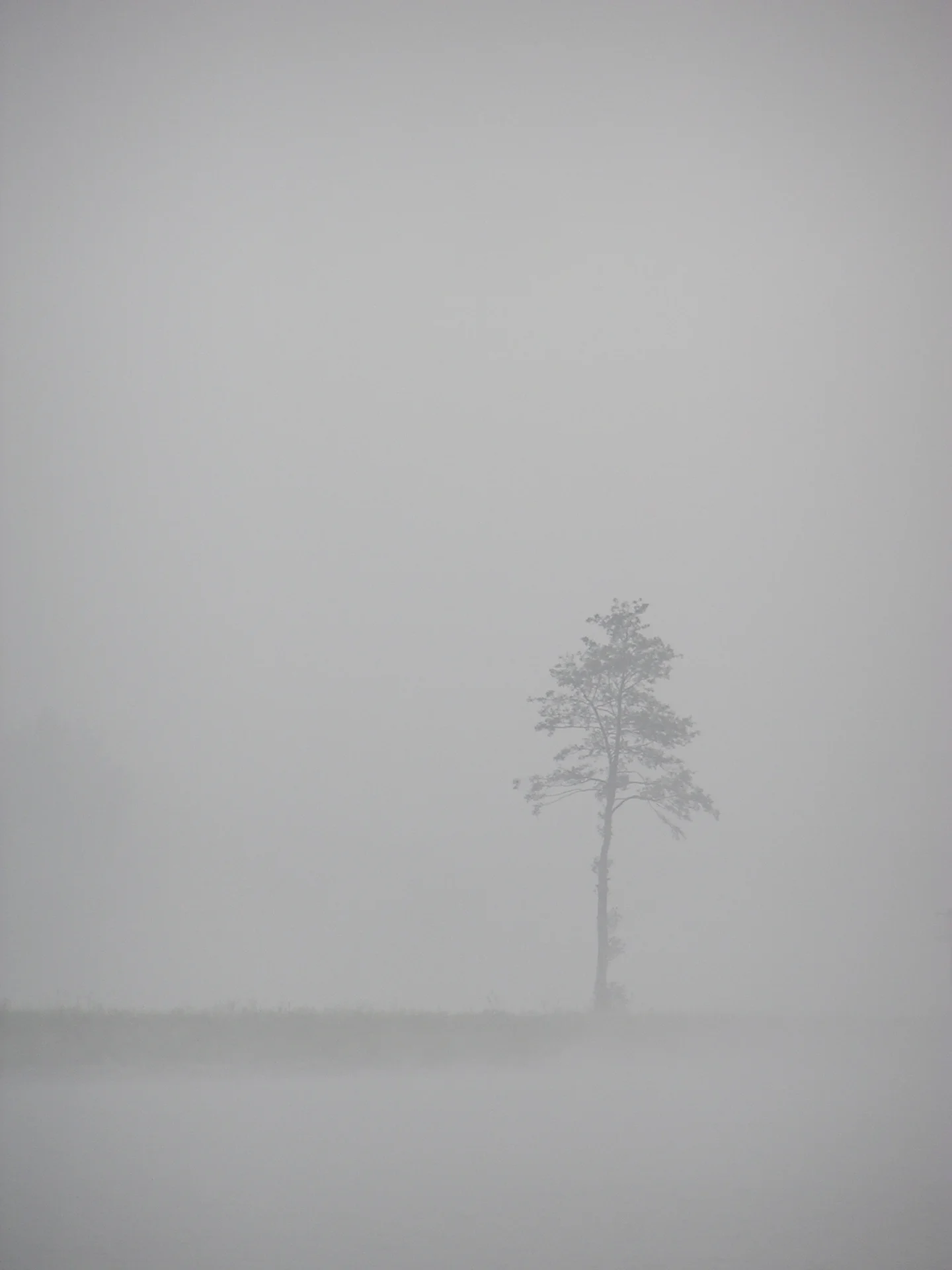 Tree in fog
