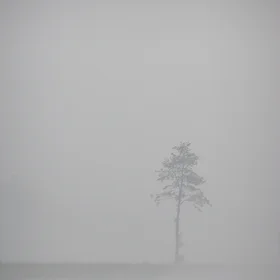 Tree in fog