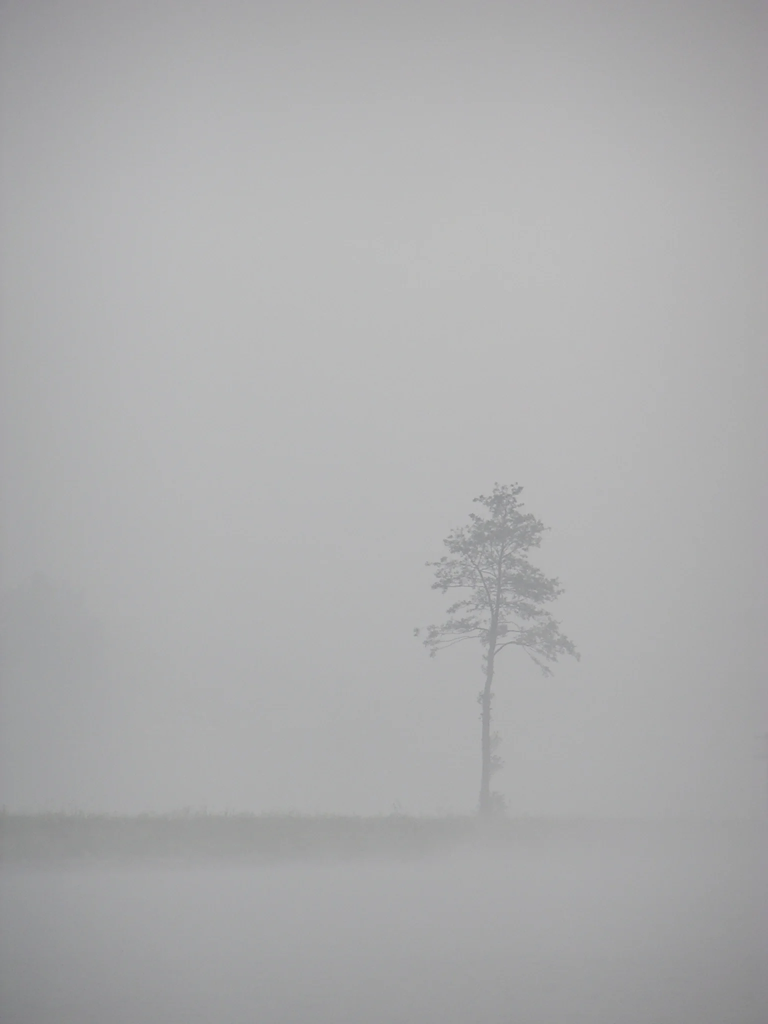 Tree in fog
