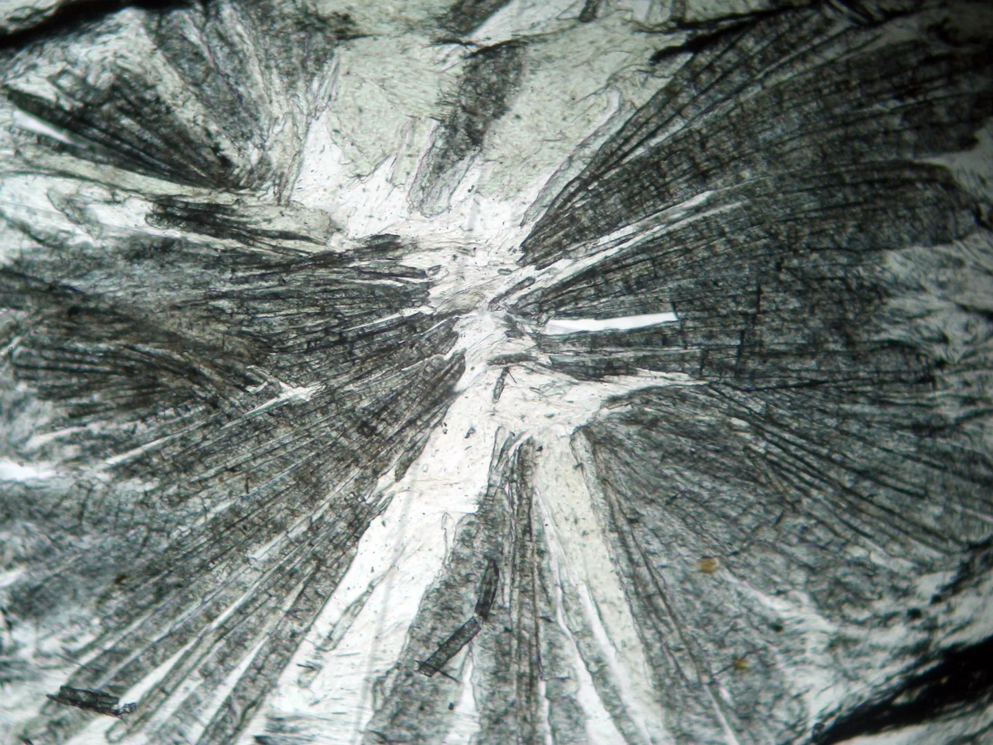 Chloritoid discoman