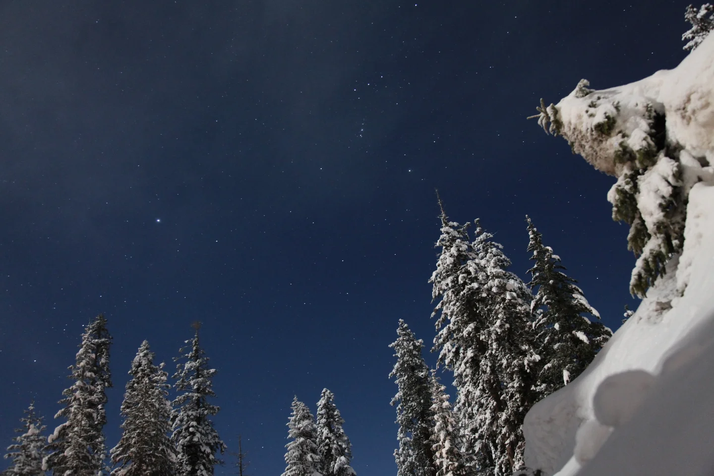 Sequoias in full moon