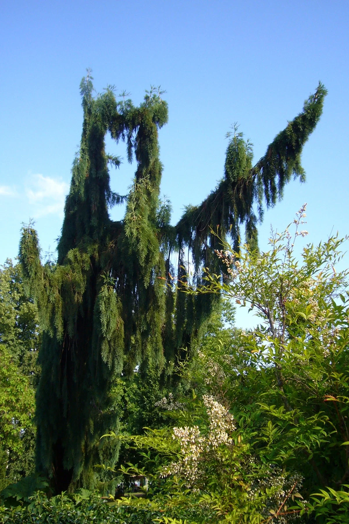 Bear or Tree?