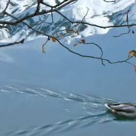 Reflections