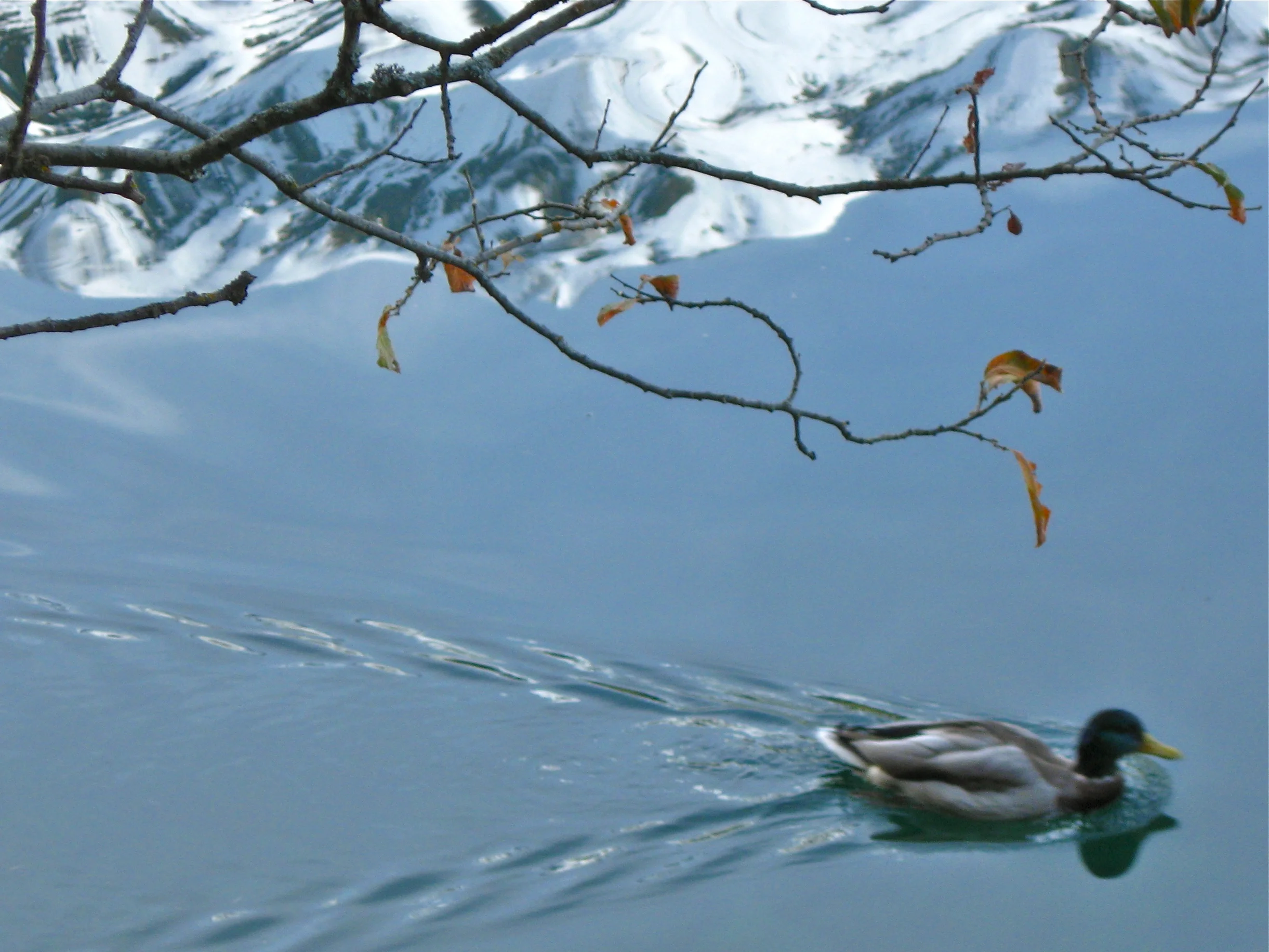 Reflections