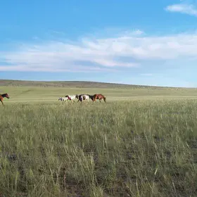 Midsummer afternoon in the steppe