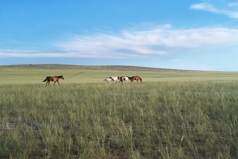Midsummer afternoon in the steppe