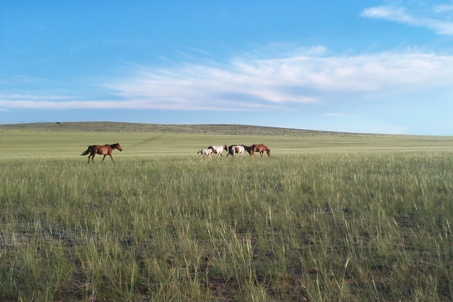 Midsummer afternoon in the steppe