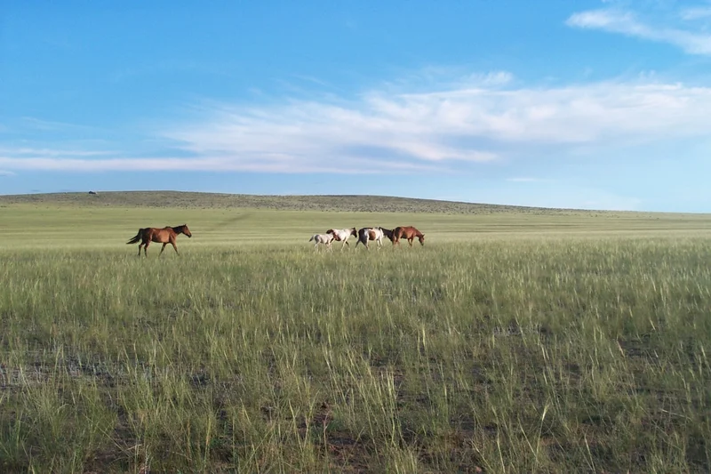 Midsummer afternoon in the steppe