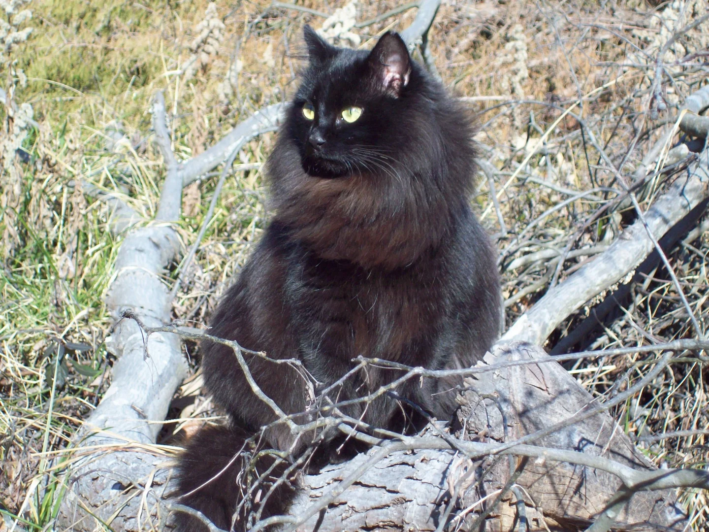 Majestic Siberian Cat