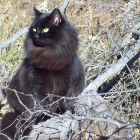 Majestic Siberian Cat