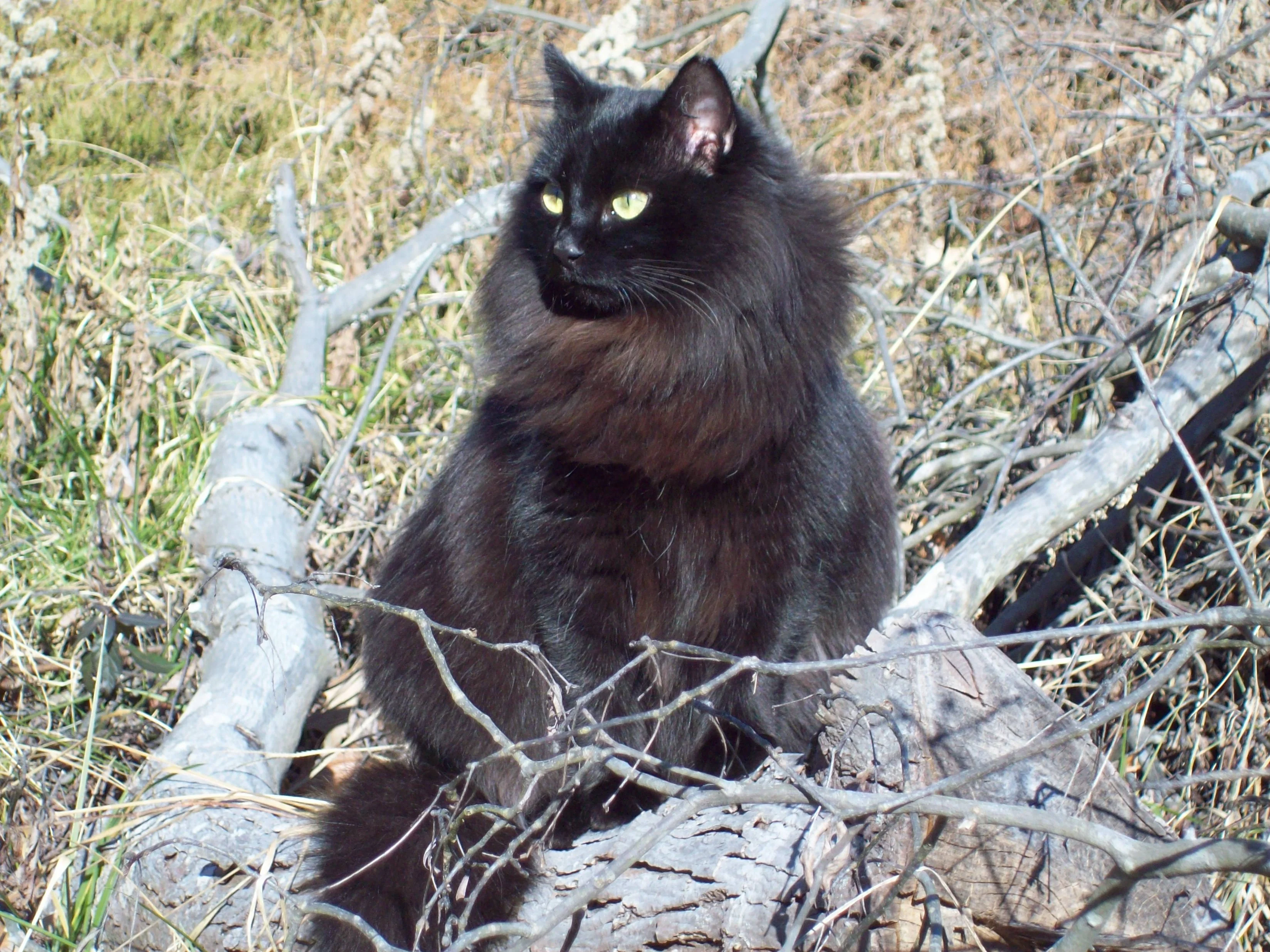 Majestic Siberian Cat