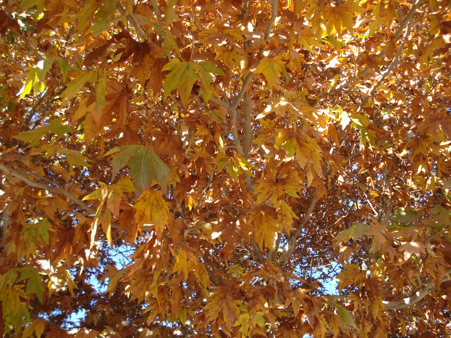 Fall