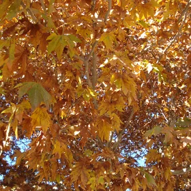 Fall