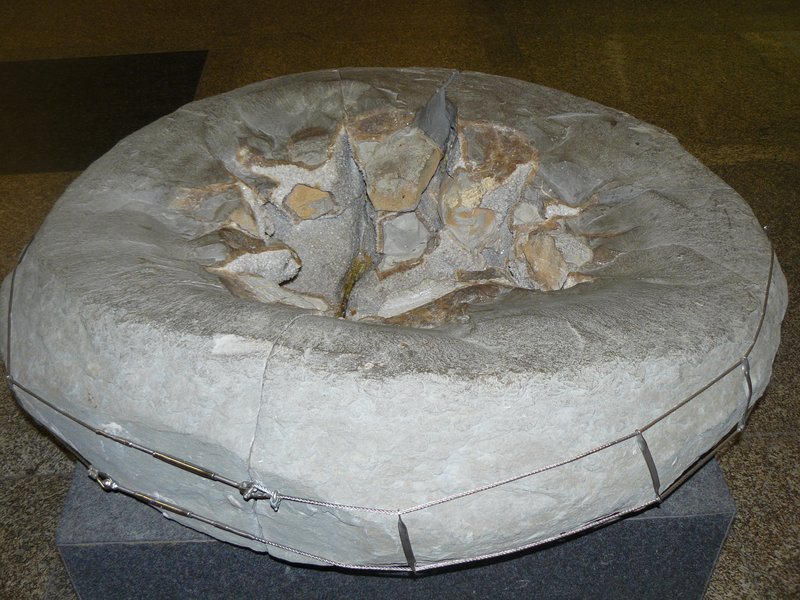 Septarian nodule