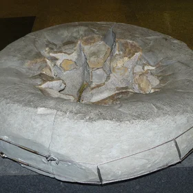 Septarian nodule