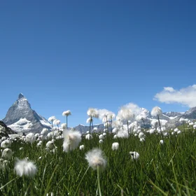 High altitude wetland in the Alps