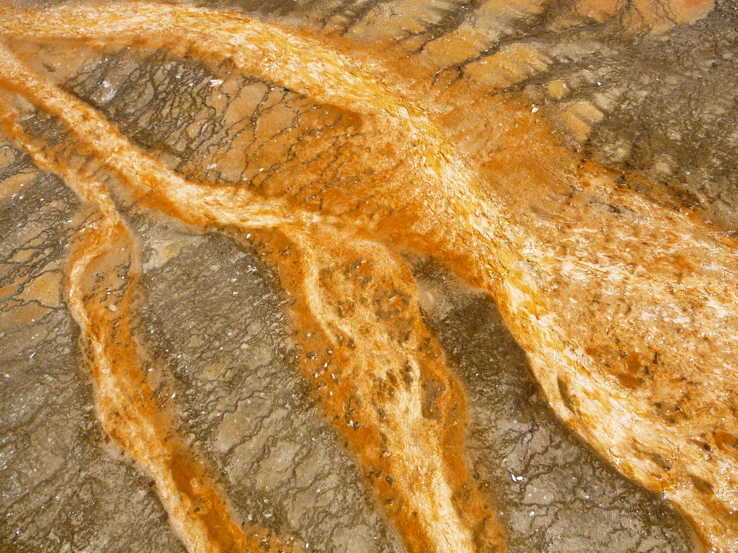 The tongues of Grand Prismatic Spring