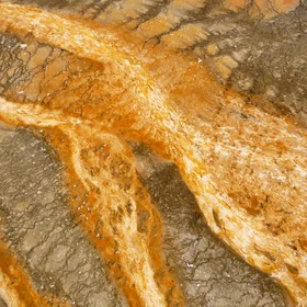 The tongues of Grand Prismatic Spring