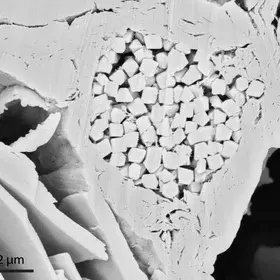 Pores in 'heart-shaped' pyrite aggregate in clay