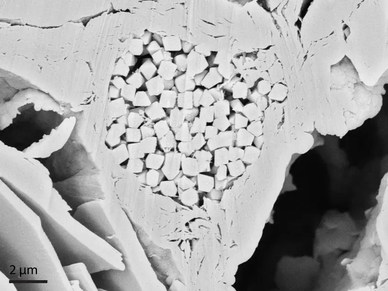 Pores in 'heart-shaped' pyrite aggregate in clay
