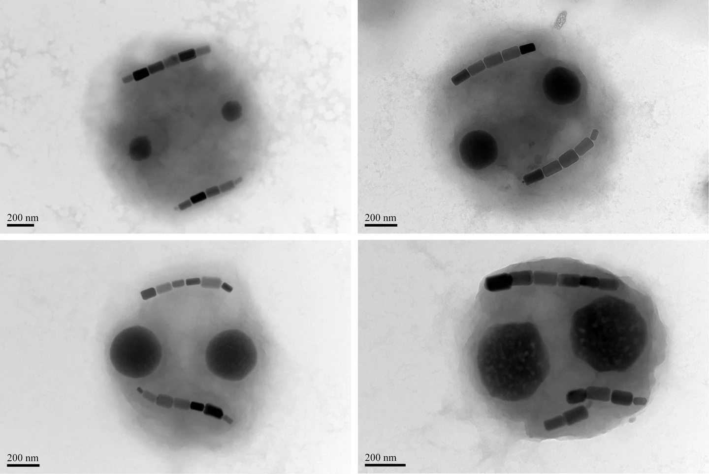 Lyrical magnetotactic bacteria