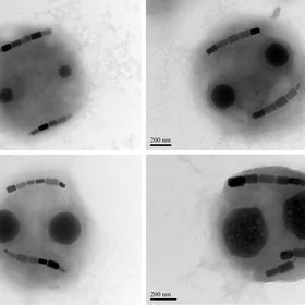 Lyrical magnetotactic bacteria